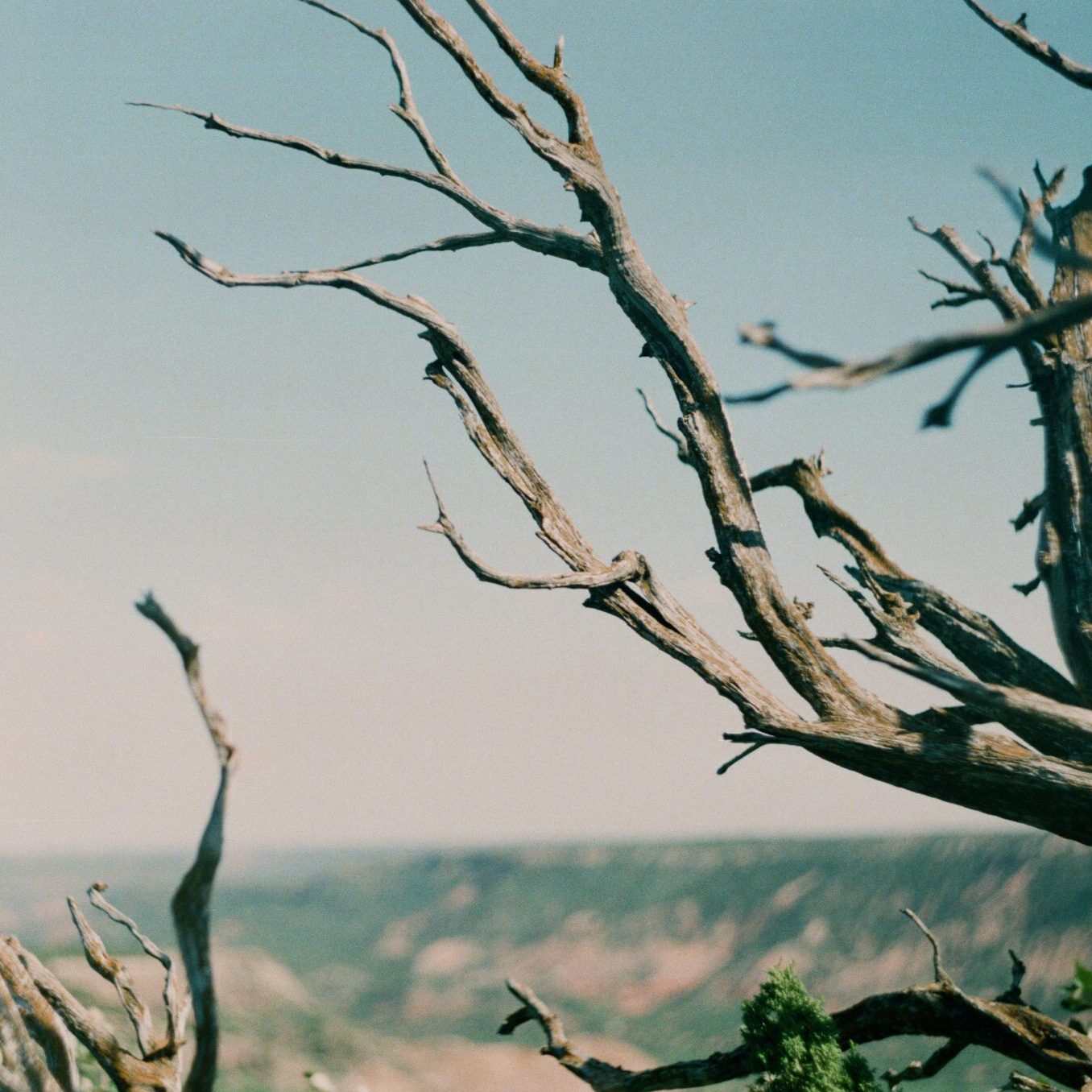 Palo Duro, dead branches in front