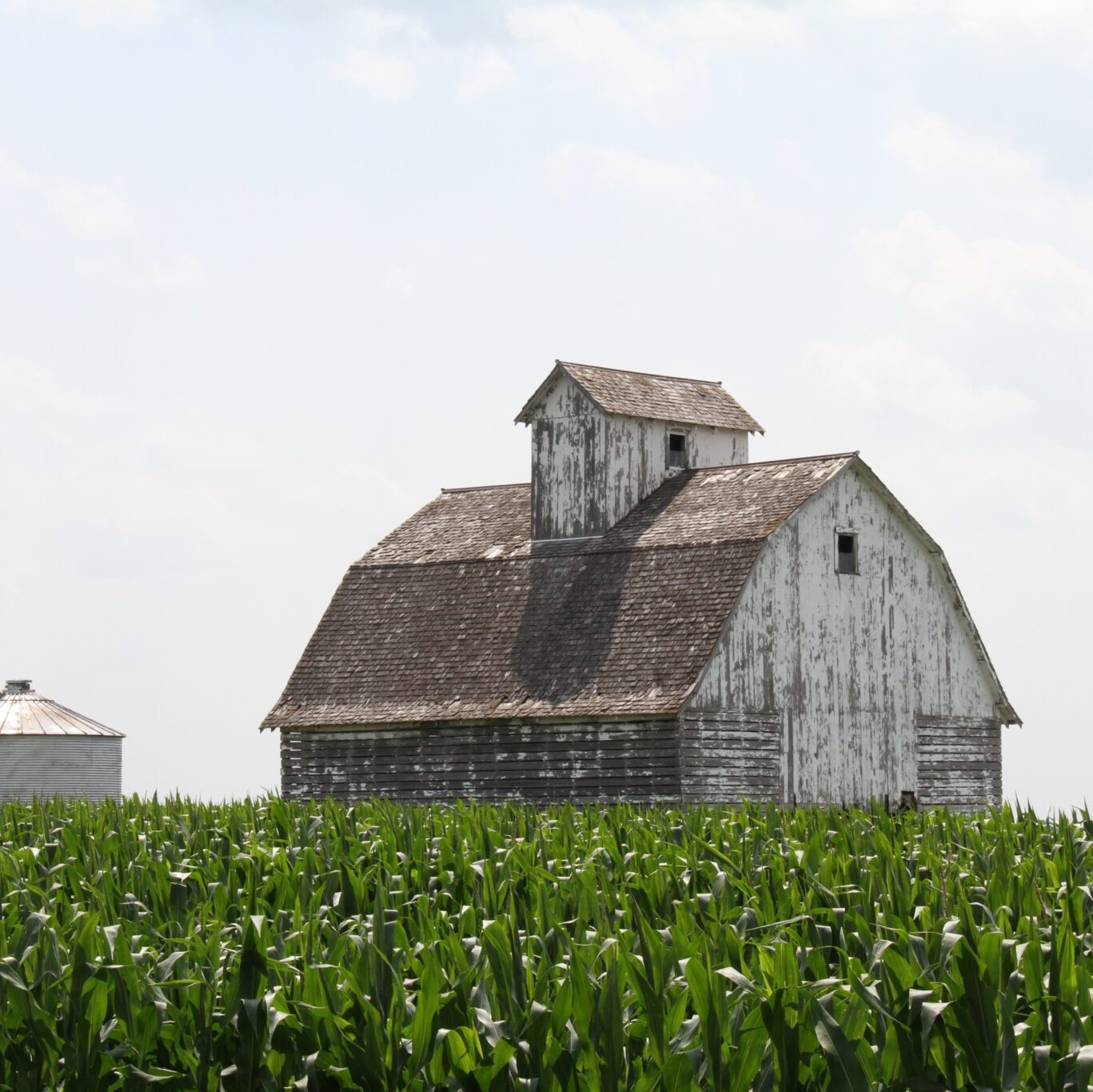 a barn in a corn field