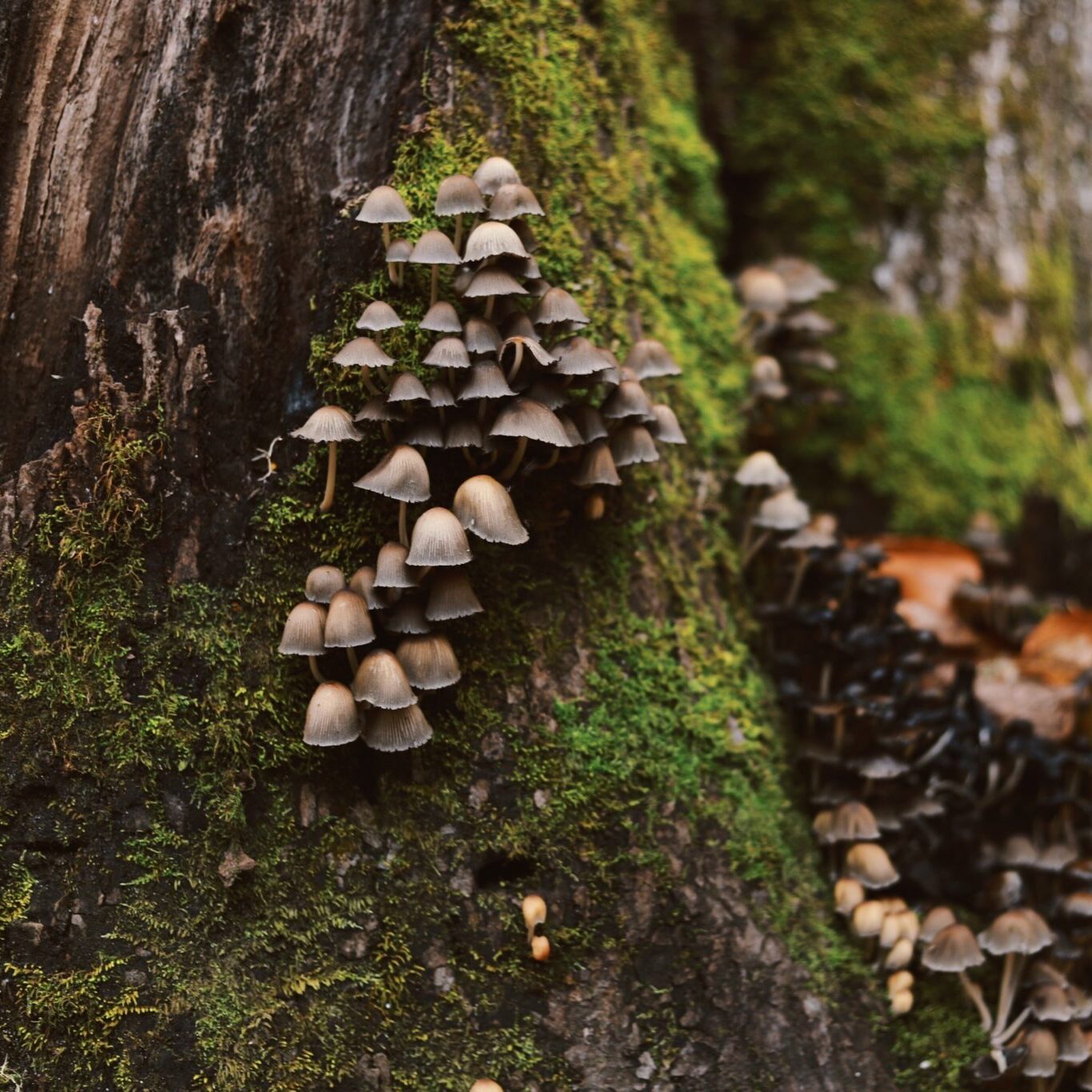 mushrooms on a tree covered with moss