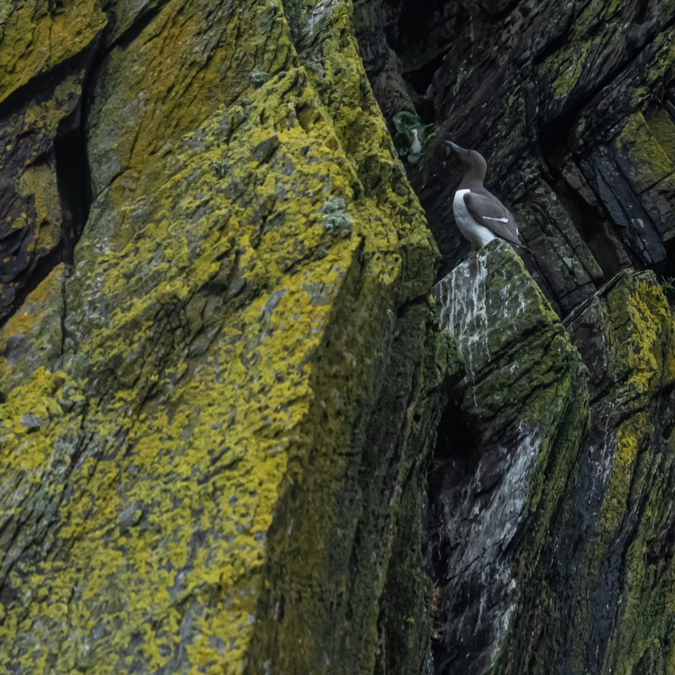 Returning Light: Thirty Years on the Island of Skellig Michael