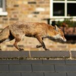 a fox running around the city