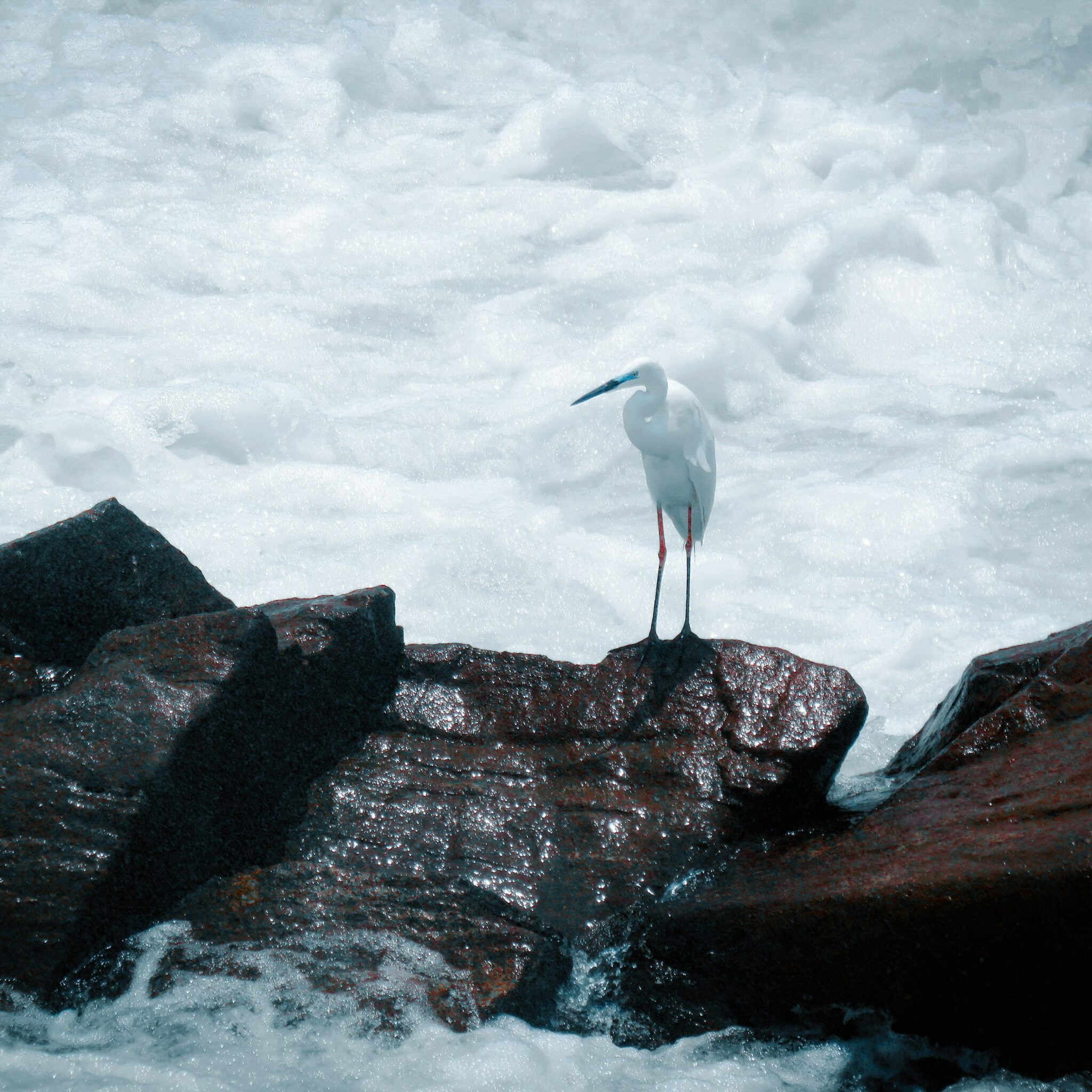 A White Heron and Other Stories